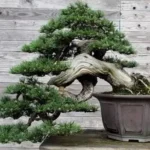 Mengenal 5 Gaya Bonsai Klasik: Seni Miniatur Pohon dari Alam