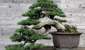 Mengenal 5 Gaya Bonsai Klasik: Seni Miniatur Pohon dari Alam