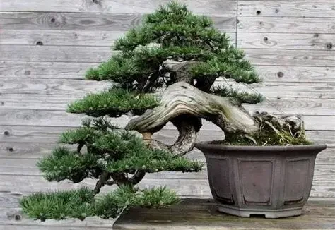 Mengenal 5 Gaya Bonsai Klasik: Seni Miniatur Pohon dari Alam