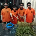 Unit 1 Satnarkoba Polres Karo Sikat Empat Pria, 75 Batang Ganja Ditemukan Tumbuh Subur di Perladangan!