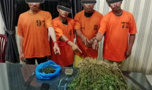 Unit 1 Satnarkoba Polres Karo Sikat Empat Pria, 75 Batang Ganja Ditemukan Tumbuh Subur di Perladangan!
