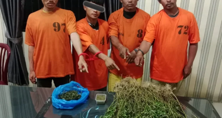 Unit 1 Satnarkoba Polres Karo Sikat Empat Pria, 75 Batang Ganja Ditemukan Tumbuh Subur di Perladangan!