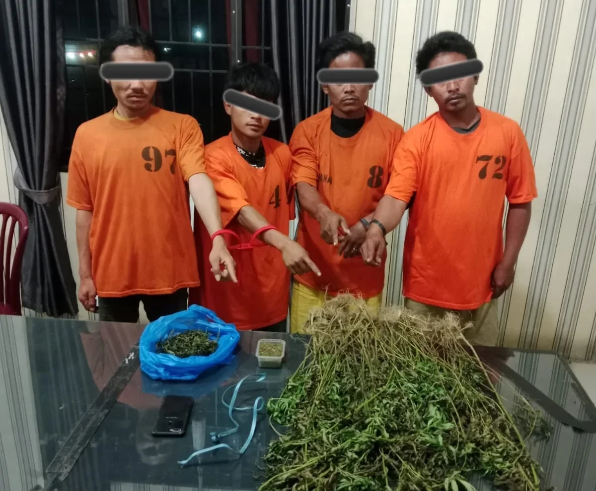 Unit 1 Satnarkoba Polres Karo Sikat Empat Pria, 75 Batang Ganja Ditemukan Tumbuh Subur di Perladangan!